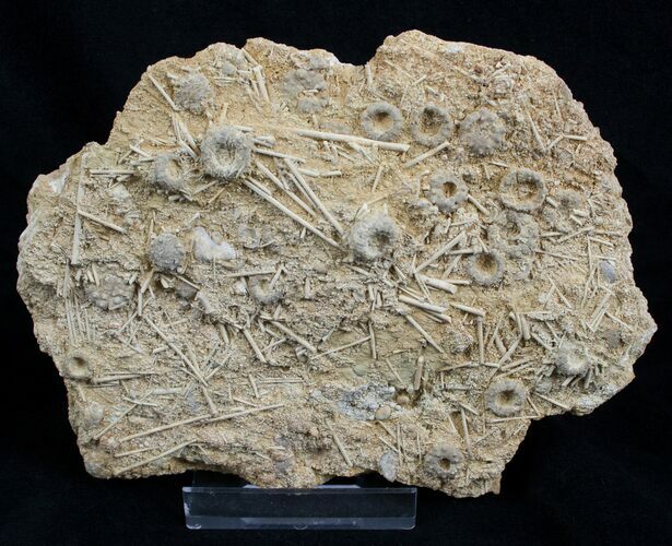 Multiple Fossil Urchin Plate - Acrosalenia Hemicidaroides #2113